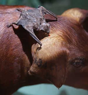 Archivo:Desmodus rotundus feeding