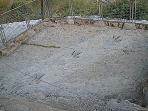 Archivo:Dinosaur footprints Yacimiento de Valdecevillo Enciso