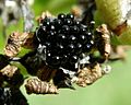 Dionaea muscipula seeds