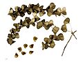Dioscorea sp. MHNT.BOT.2013.22.35