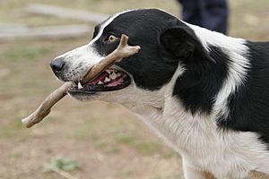 Archivo:Dog retrieving stick