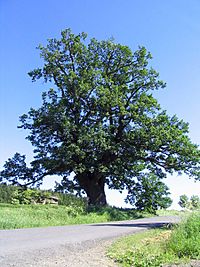 Archivo:Duby nad Pozorkou I