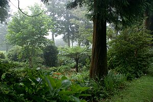 Archivo:Em dia de Nevoeiro, Parque das Sete Fontes, Velas, ilha de São Jorge, Açores.