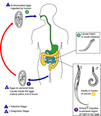 Archivo:Enterobius vermicularis LifeCycle