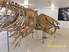 Archivo:Esqueleto ballena franca austral