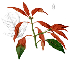 Archivo:Euphorbia pulcherrima Blanco1.167b2