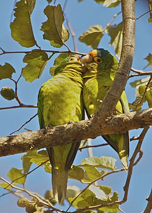 Archivo:Eupsittula canicularis, pair, Rincon de la Vieja Volcano National Park, Costa Rica 1