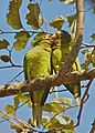 Eupsittula canicularis, pair, Rincon de la Vieja Volcano National Park, Costa Rica 1