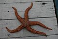 Evasterias troschelii (orange variant)