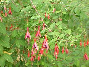 Archivo:Fuchsia magellanica0
