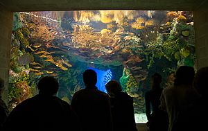 Archivo:Georgia Aquarium Tropical Tank