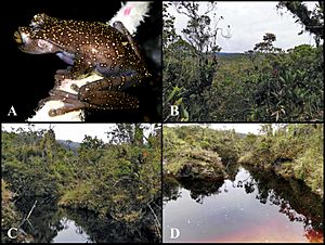 Archivo:Habitat of Hyloscirtus hillisi (10.3897-zookeys.809.25207) Figure 11