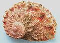 Haliotis queketti 001