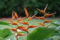 Heliconia latispatha (Starwiz)