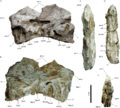 Holotype of Angaturama limai