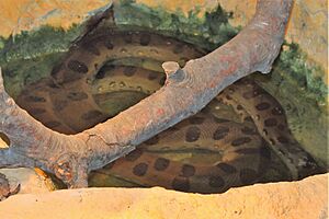 Archivo:Hul - Eunectes murinus - 1