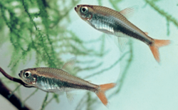 Hyphessobrycon loretoensis (31536).png