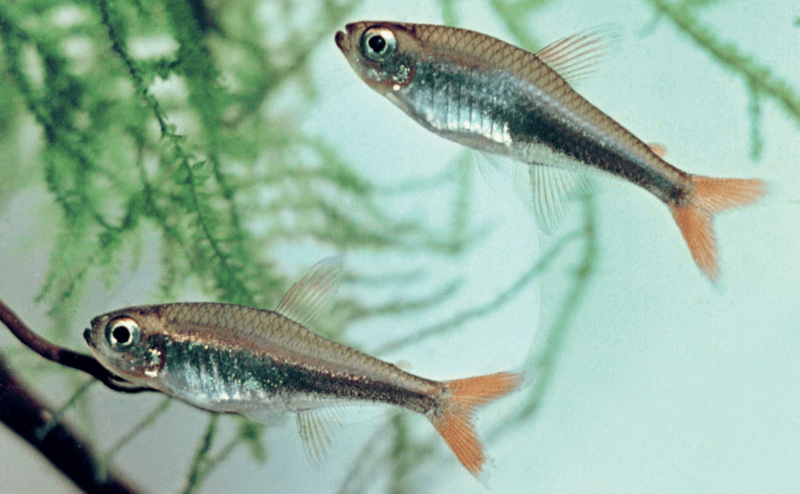 Hyphessobrycon loretoensis (31536)