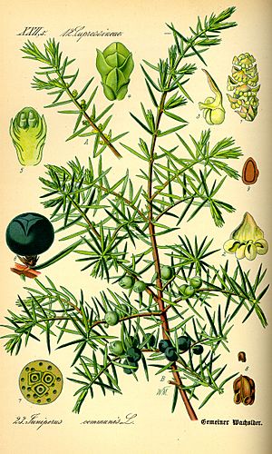 Archivo:Illustration Juniperus communis0