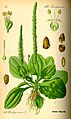 Illustration Plantago major0