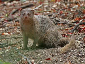 Archivo:Indian Mongoose (Herpestes javanicus)- is it- at Hyderabad, AP W 101