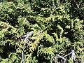Juniperus monticola