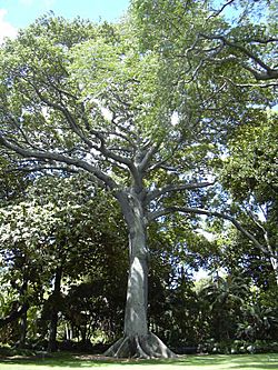 Archivo:Kapok tree Honolulu