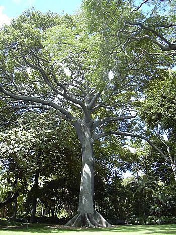 Archivo:Kapok tree Honolulu