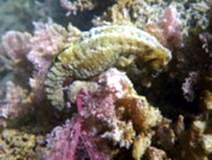 Knysna Seahorse, Hippocampus capensis