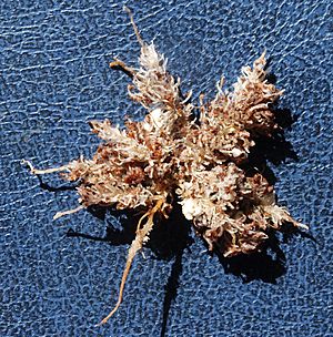 Archivo:Leucospermum cordifolium proteoid roots 290805