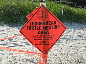 Archivo:Loggerhead nesting area