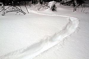 Archivo:Lontra canadensis snow tracks 1