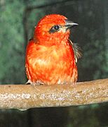 Madagascar Red Fody 2