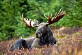 Male Moose