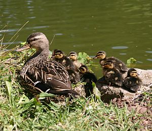 Archivo:Mallards ducklings with mother
