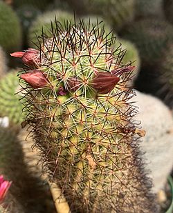 Mammillaria hamata 13943.jpg