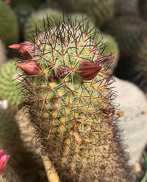 Mammillaria hamata 13943