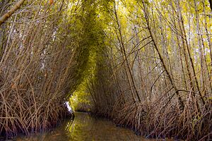 Archivo:Mangrove forest- Sri Lanka