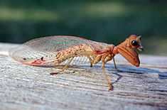 Archivo:Mantispidae fg1