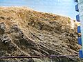 Maotianshan shale outcrop