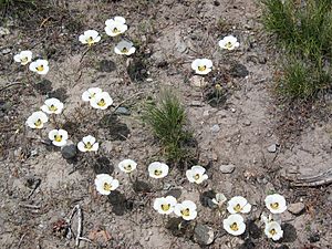 Archivo:Mariposa lily drift Calochortus leichtlinii