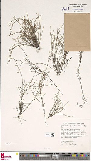 Archivo:Naturalis Biodiversity Center - L.1424123 - Calopsis pulchra Esterh. - Restionaceae - Plant type specimen