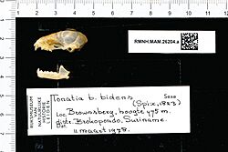 Naturalis Biodiversity Center - RMNH.MAM.26204.a lat - Tonatia bidens - skull.jpeg