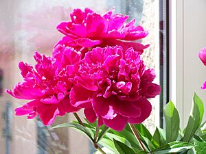 Archivo:Paeonia 19