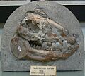 Palaeotherium curtum skull