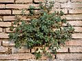 Parietaria judaica habitus on wall 2