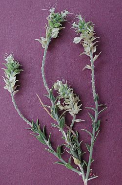 Petalonyx thurberi.jpg