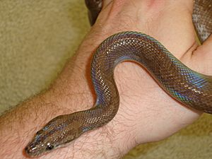 Archivo:Rainbow Boa jlbd1