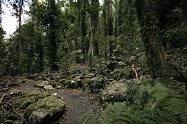 Rainforest trail