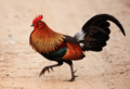 Red jungle fowl